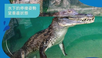 迎接世界鱷魚日 壽山動物園圖解鱷魚小秘密