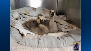 Pennsylvania wildlife center seeking information after family of geese intentionally run over