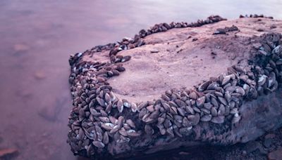 ‘Devastating’: Invasive Zebra Mussels Found in Colorado River