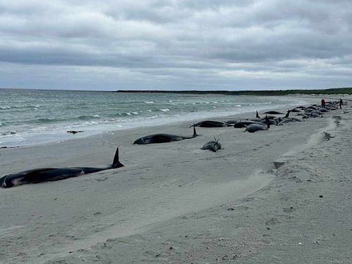 Over 70 Whales Dead After Becoming Stranded on Orkney: An 'Incredibly Difficult Situation'