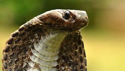 Man bites snake to death after it attacked him