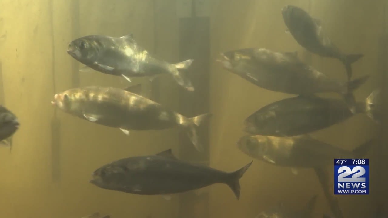 Thousands of American shad migrate upstream along Connecticut River in Holyoke