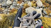 Starfish-crossed lovers: East Coast sea stars mingle in warming ocean waters