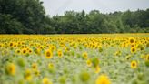 Autaugaville's sunflower field rises right on time