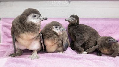 New England Aquarium announces hatching of 4 African penguin chicks