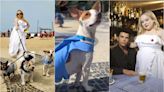 Pets escalados para fotografar com elenco de 'Bridgerton' no Rio são 'veteranos' da TV
