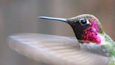 Hummingbirds returning to WA with spring. Here’s how to safely feed world’s smallest bird
