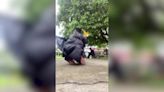 Graduating student takes a tumble in photoshoot fail