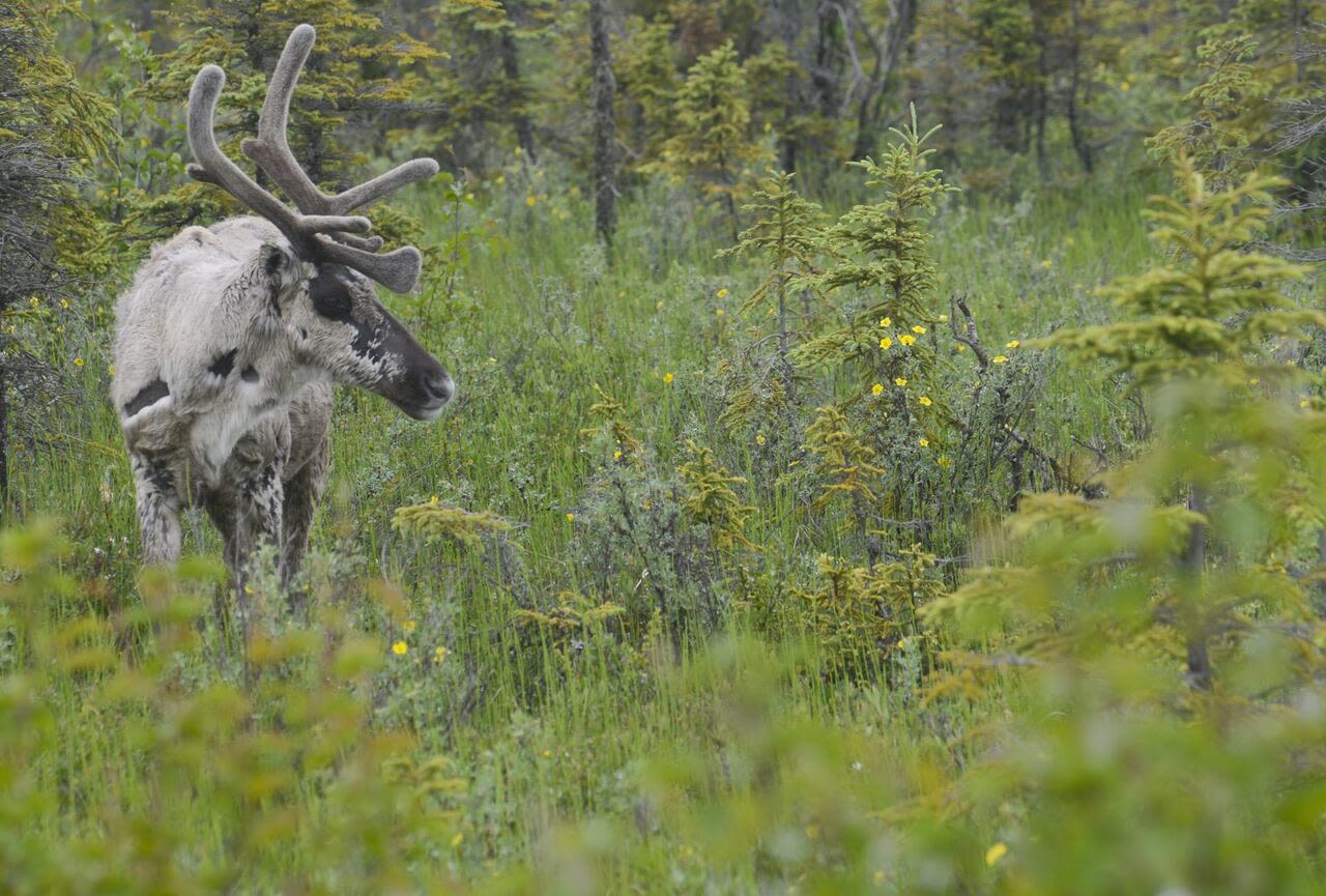 Hunters call for transparency after recent changes to caribou and moose harvest rules