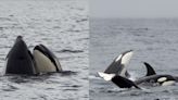 Manada de 30 orcas es captada "jugando" en costas de California