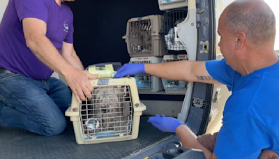 Dozens of dogs recovered from Riverside County hoarding situations flown to forever homes in Utah, Idaho and Oregon