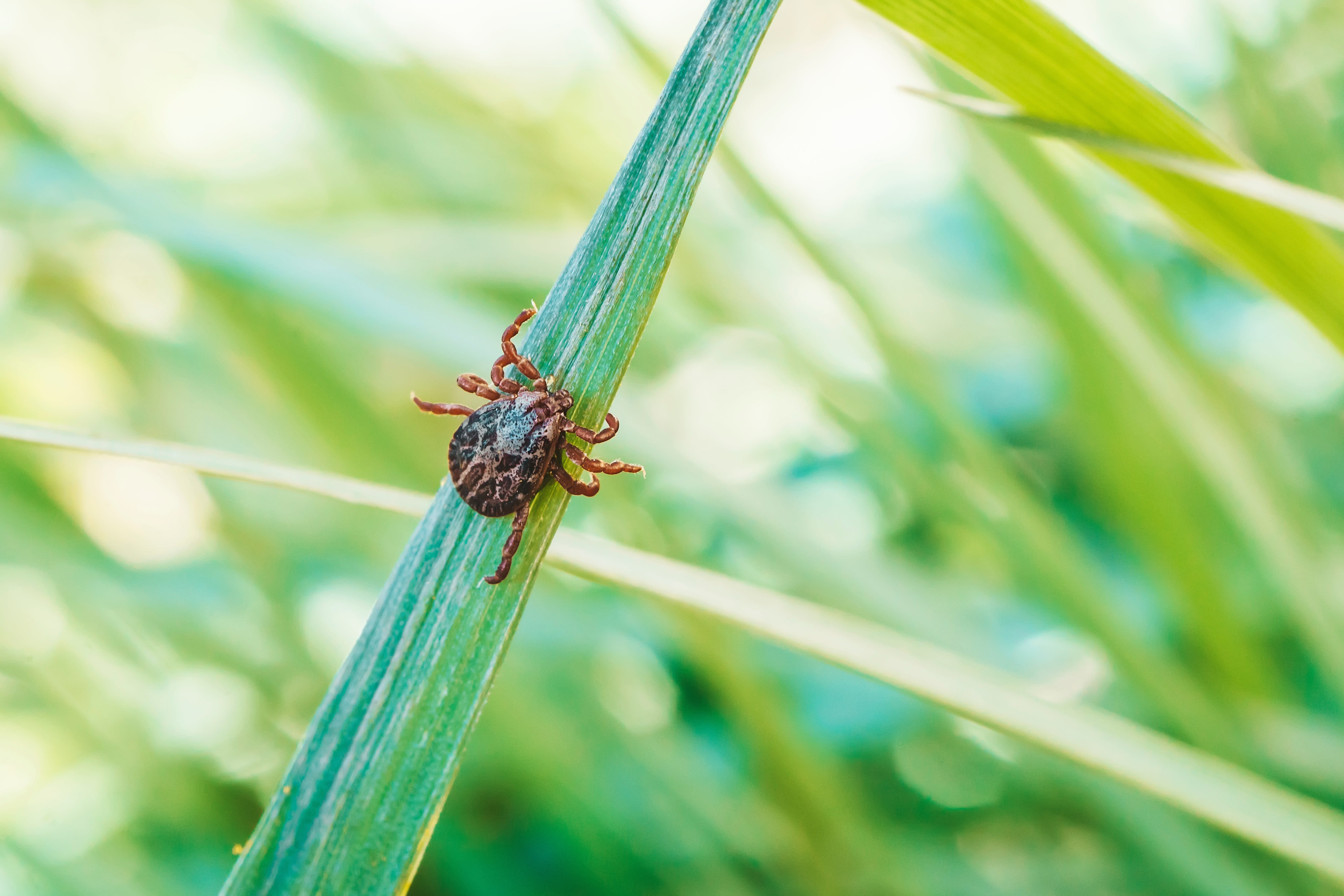 How Long Does a Tick Need to Be on You to Transmit Lyme?