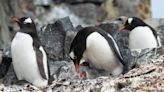 El cambio climático modifica algunos rasgos de la personalidad de los pingüinos