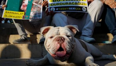 Turkey approves 'massacre law' which could see millions of stray dogs euthanised