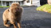 Lionhead rabbits are invading a Florida community. Here's how you can help 'rescue' them