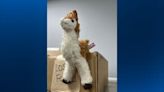 Local jeweler looking for owner of stuffed animal left outside store