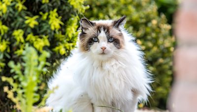 Cat Is Basically a 'Disney Princess' When It Comes To Charming Woodland Creatures Outside Her Door