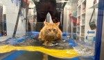 Chubby cat takes up aqua aerobics to lose weight, with promising and adorable results — see the video