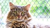 Why Tabby's Place Cat Sanctuary Cares for the Most Vulnerable Kitties Who Have Nowhere Else To Turn