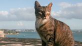 Feral cats have taken over Puerto Rico's Old San Juan. But residents are rolling their eyes at a plan to remove them.