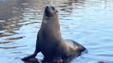 Freeway, the sea lion who roamed Southern California's asphalt arteries, has died