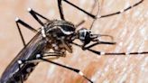 Ministra Aguilera afirma que “estamos en amenaza de introducción permanente” del mosquito del dengue - La Tercera