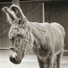 Additional Care Recommendations For Older Donkeys - The Open Sanctuary ...