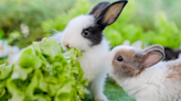 Vet explains what to feed a rabbit (plus 4 surprising things they should never eat)