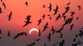 How the total solar eclipse will affect animals in Northeast Ohio