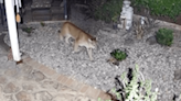 Cougars on the prowl in Southern California neighborhood