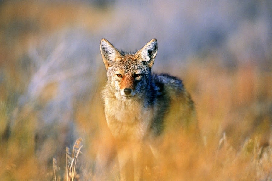 This state is paying average citizens to kill coyotes