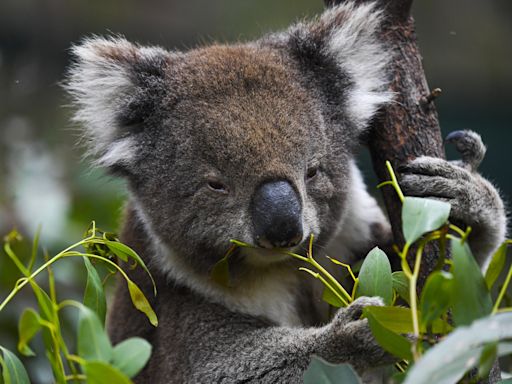 Un famoso santuario animal de Australia prohíbe abrazar a los koalas