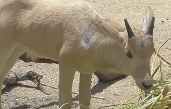 Walt Disney World celebrates Mother's Day with birth of rare antelope