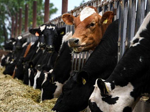 Farmers will now get paid to test their dairy cows for bird flu