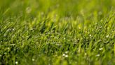 5 Things You Can Do With Grass Clippings