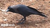 Kenya rolls out poison in bid to cull a million Indian house crows