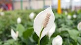 Peace lily houseplant 'flowers better' when positioned in the best spot