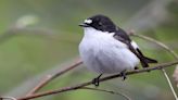 Chernobyl's songbirds reveal nuclear radiation's effects on wildlife