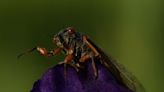 Up close and personal, cicadas display Nature's artwork. Discerning beholders find beauty in bugs.