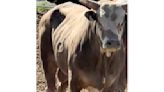 Bull that jumped the fence at Oregon rodeo forced to retire from competition, owner says