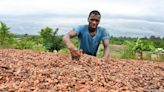 Why the global cocoa market is melting down