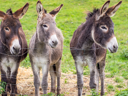 Woman Comes Home to Find Family of Donkeys in Her Front Yard and It's Just Too Cute