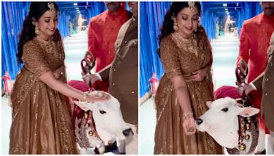 Ambanis got calves to Anant and Radhika's wedding, Shreya Ghoshal shares video: ‘Cutest thing that happened’