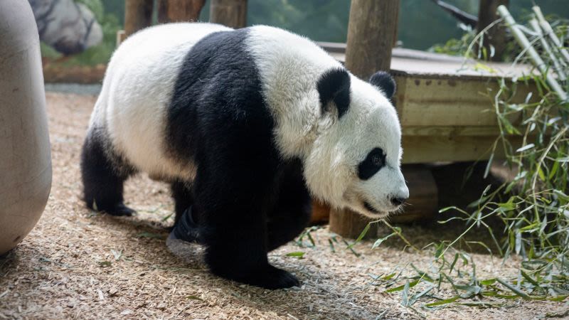 Zoo Atlanta bids farewell to pandas after 25 years | CNN