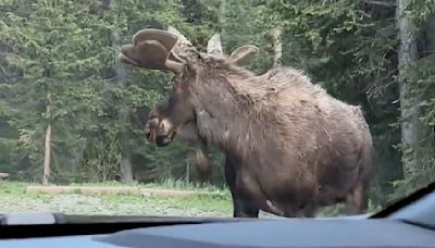 Moose chased by bear stops to look back; ‘You still coming?’