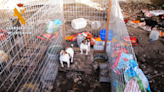 El Seprona localiza 15 perros en una perrera que vivían en condiciones peligrosas y antihigiénicas en Salamanca