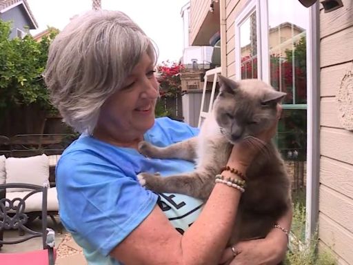 A pet cat got lost in Yellowstone. Somehow, it wandered nearly 1,000 miles back home