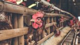 La OMS reporta la primera muerte humana por gripe aviar en el mundo