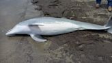 Dead Dolphin Found Riddled With Bullets