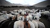 Ladakh herders endeavor to save future on climate frontier